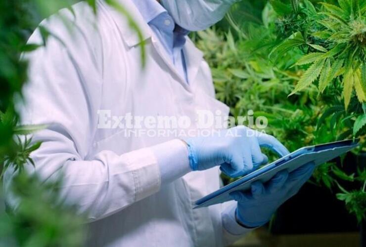 Imagen de Lanzan la Agencia Nacional de Cannabis para impulsar su uso medicinal e industrial