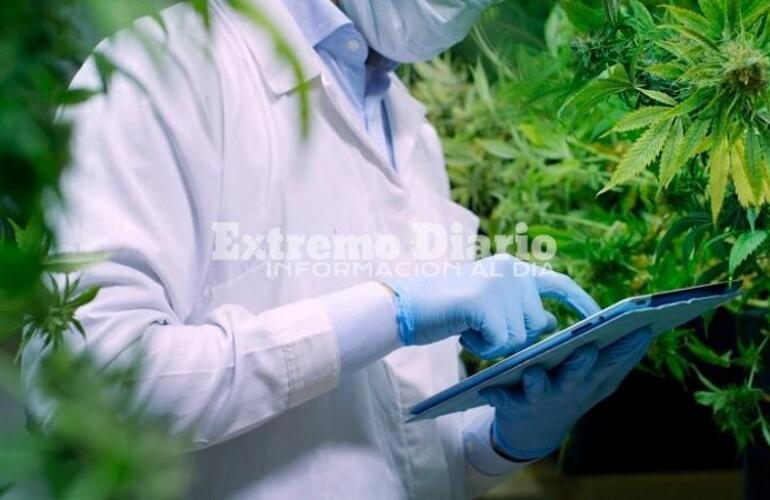 Imagen de Lanzan la Agencia Nacional de Cannabis para impulsar su uso medicinal e industrial