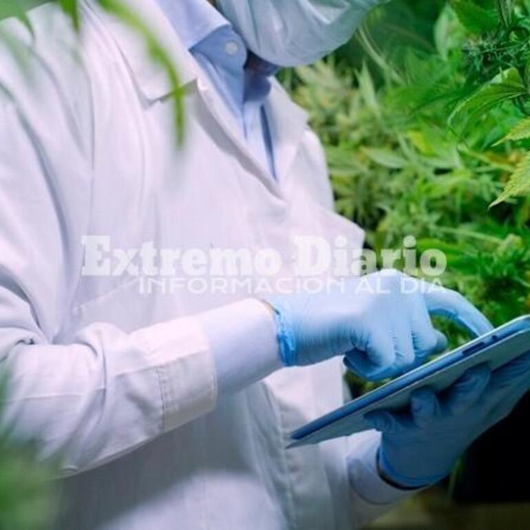 Imagen de Lanzan la Agencia Nacional de Cannabis para impulsar su uso medicinal e industrial