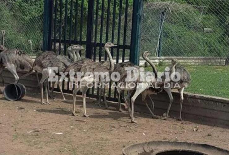 Imagen de Rescatan &ntilde;and&uacute;es adultos y pichones ofrecidos a la venta en Pueblo Esther