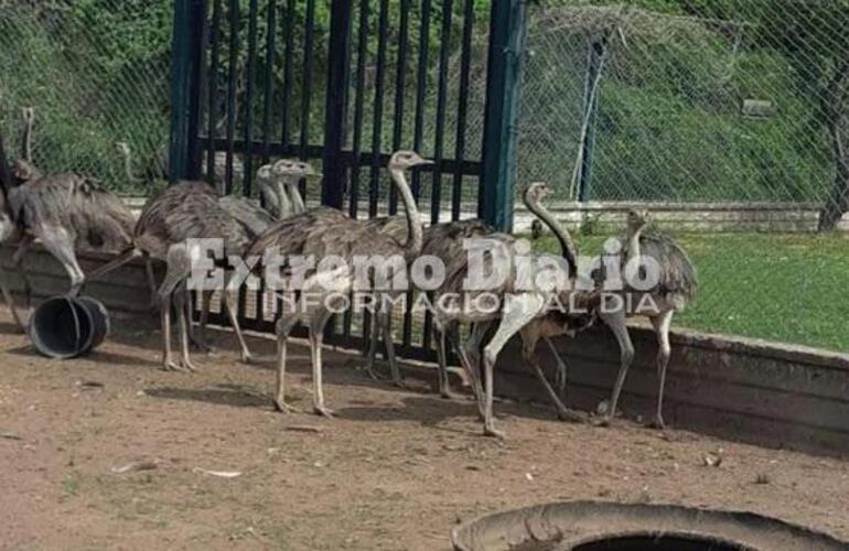 Imagen de Rescatan &ntilde;and&uacute;es adultos y pichones ofrecidos a la venta en Pueblo Esther