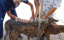Imagen de Vacunaci&oacute;n antirr&aacute;bica en Fighiera