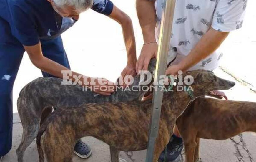 Imagen de Vacunaci&oacute;n antirr&aacute;bica en Fighiera
