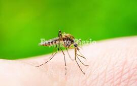 Imagen de Aumentaron un 70% los casos de dengue en Santa Fe
