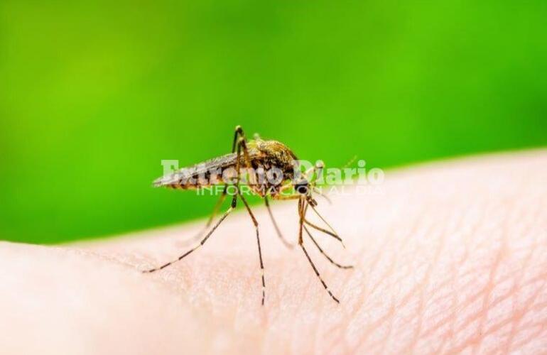 Imagen de Aumentaron un 70% los casos de dengue en Santa Fe