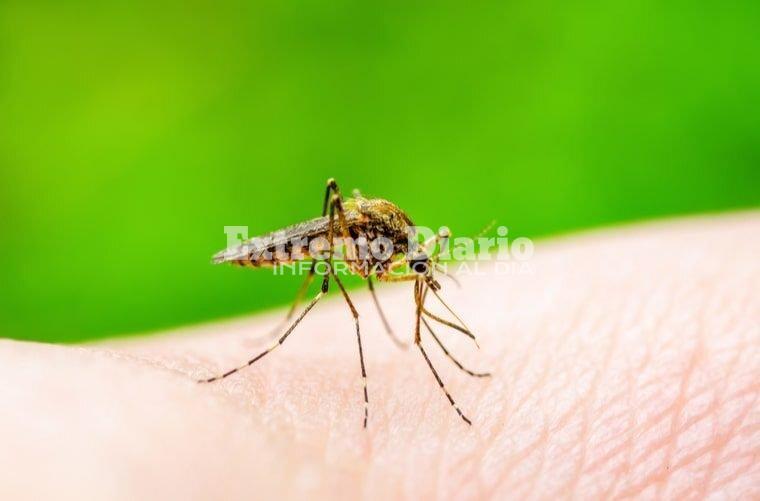Imagen de Aumentaron un 70% los casos de dengue en Santa Fe