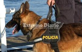 Imagen de Proponen que la provincia forme �caninos forenses� para sumarlos a las investigaciones criminales