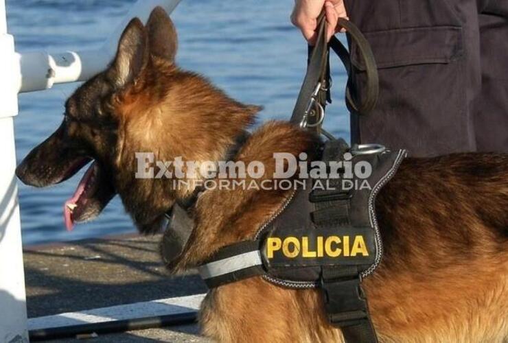 Imagen de Proponen que la provincia forme caninos forenses para sumarlos a las investigaciones criminales