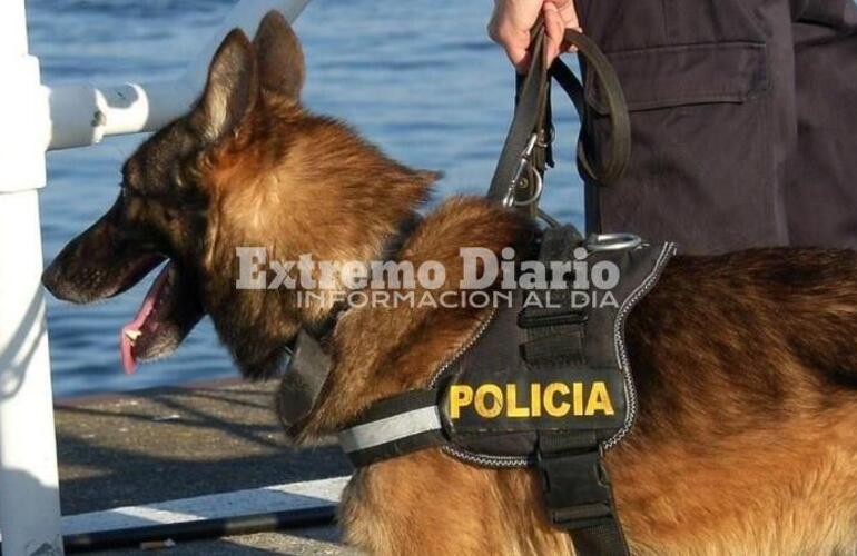 Imagen de Proponen que la provincia forme “caninos forenses” para sumarlos a las investigaciones criminales