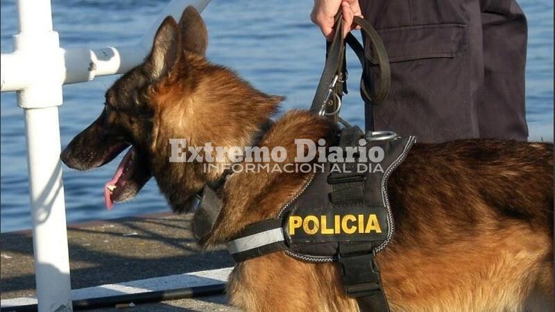 Imagen de Proponen que la provincia forme �caninos forenses� para sumarlos a las investigaciones criminales
