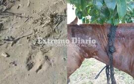 Imagen de Intensa b&uacute;squeda para encontrar a un puma que anda suelto por la regi&oacute;n