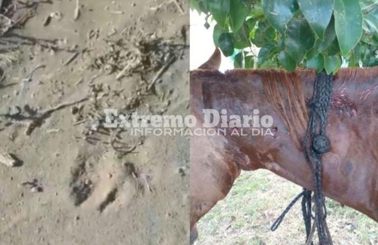 Imagen de Intensa búsqueda para encontrar a un puma que anda suelto por la región