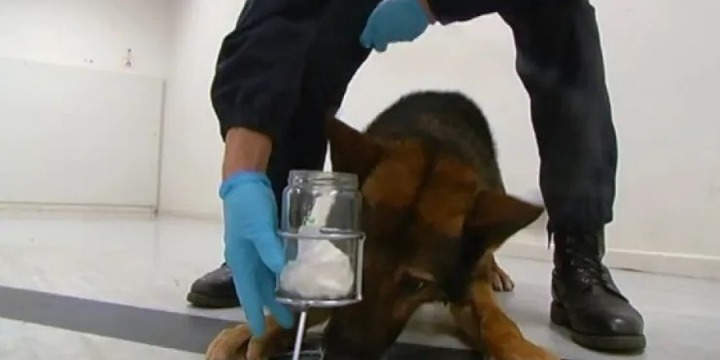 Imagen de Proponen la formación de Caninos Forenses para la detección de drogas, armas y dinero