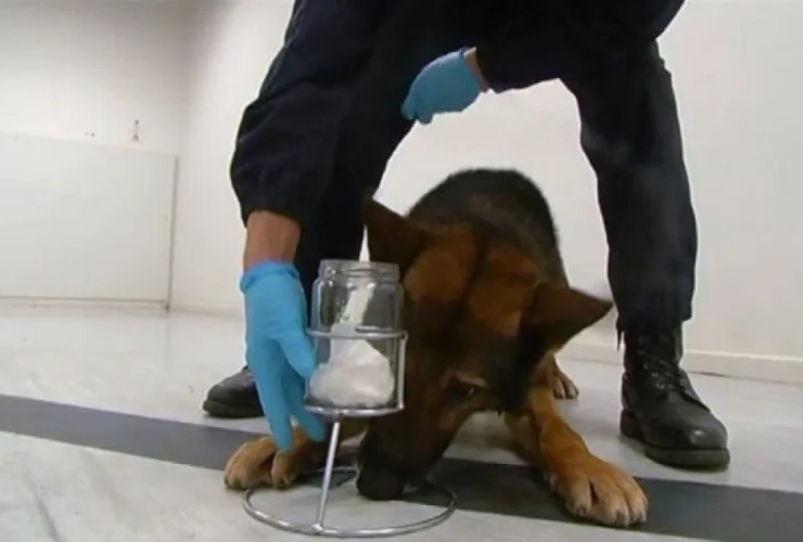 Imagen de Proponen la formaci&oacute;n de Caninos Forenses para la detecci&oacute;n de drogas, armas y dinero