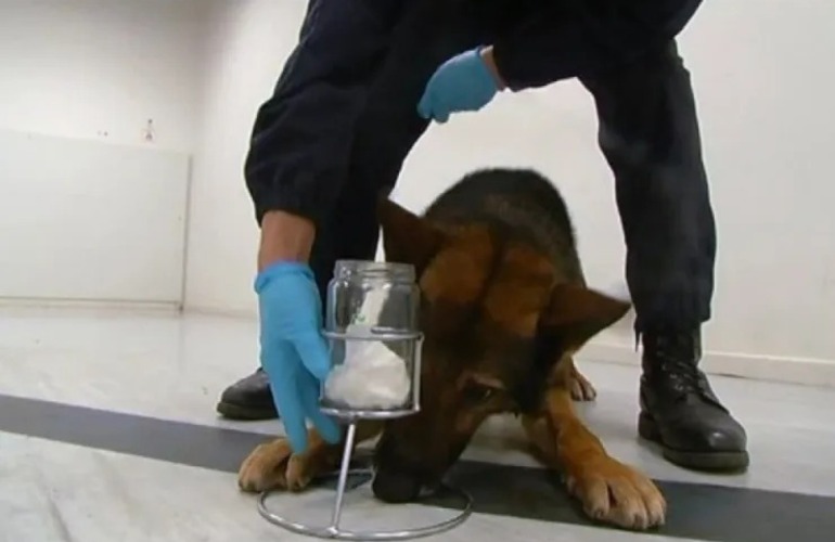 Imagen de Proponen la formación de Caninos Forenses para la detección de drogas, armas y dinero