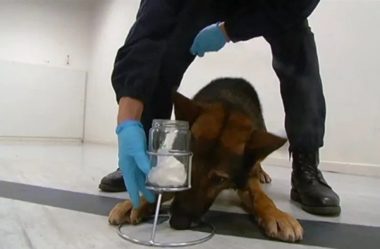 Imagen de Proponen la formaci&oacute;n de Caninos Forenses para la detecci&oacute;n de drogas, armas y dinero