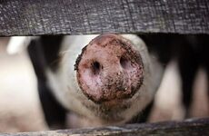 Volvieron a encontrar irregularidades en la granja que comercializa carne de cerdo. (Foto ilustrativa)