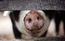 Volvieron a encontrar irregularidades en la granja que comercializa carne de cerdo. (Foto ilustrativa)