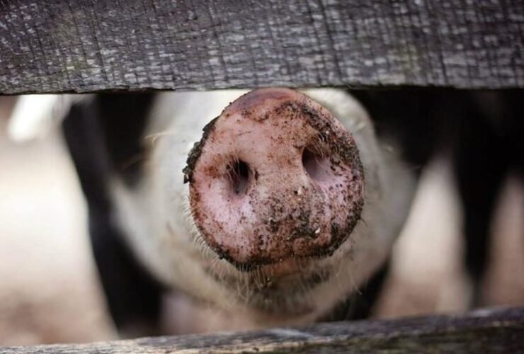 Volvieron a encontrar irregularidades en la granja que comercializa carne de cerdo. (Foto ilustrativa)