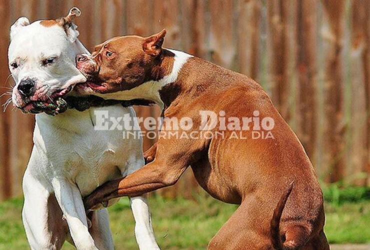 Imagen de Un nene de 5 años está grave tras ser atacado por una jauría en Mendoza Imagen de Un nene de 5 años está grave tras ser atacado por una jauría en Mendoza