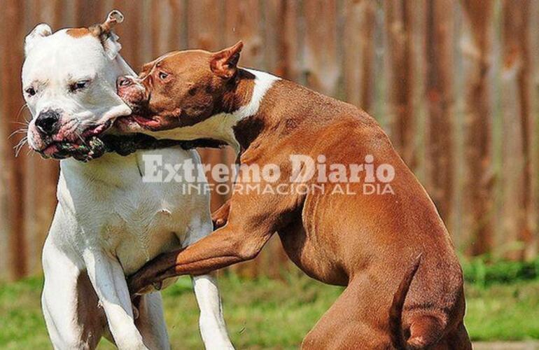 Imagen de Un nene de 5 a&ntilde;os est&aacute; grave tras ser atacado por una jaur&iacute;a en Mendoza