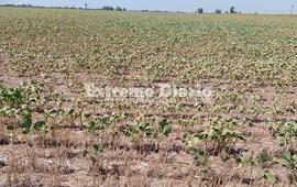 Imagen de La provincia prorrog&oacute; la emergencia agropecuaria por la sequ&iacute;a hasta septiembre