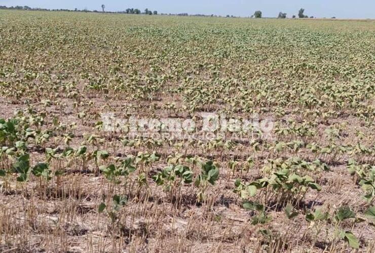 Imagen de La provincia prorrogó la emergencia agropecuaria por la sequía hasta septiembre