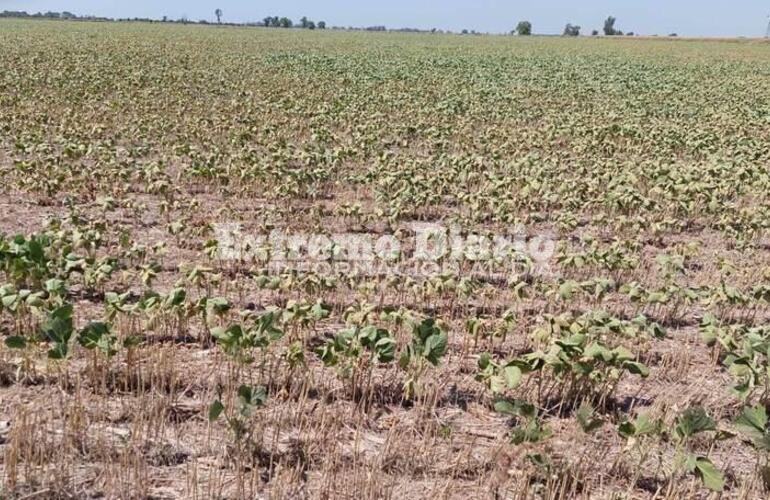 Imagen de La provincia prorrogó la emergencia agropecuaria por la sequía hasta septiembre