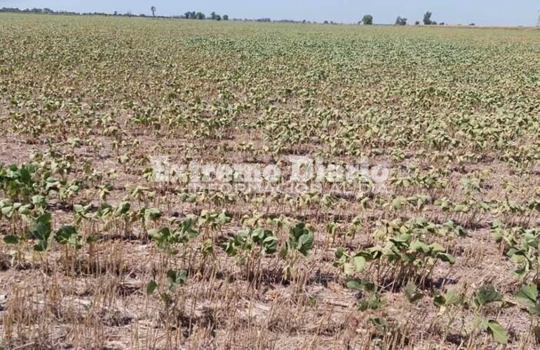 Imagen de La provincia prorrogó la emergencia agropecuaria por la sequía hasta septiembre