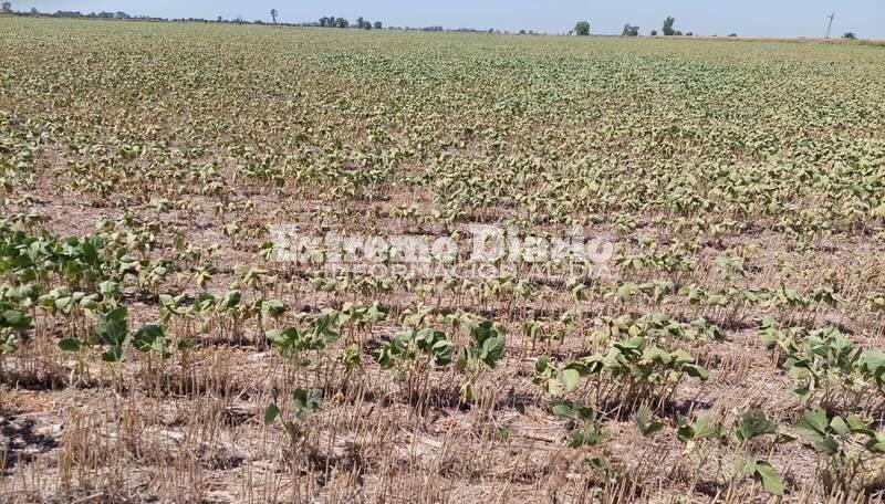 Imagen de La provincia prorrog&oacute; la emergencia agropecuaria por la sequ&iacute;a hasta septiembre