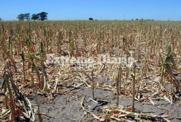 Imagen de La provincia homologó a nivel nacional la prórroga de la Emergencia Agropecuaria por sequía en todo el territorio santafesino