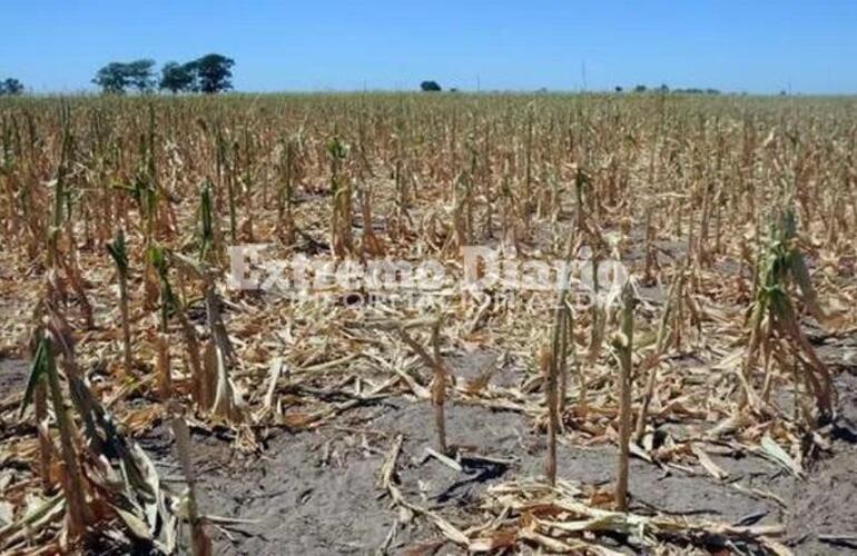Imagen de La provincia homologó a nivel nacional la prórroga de la Emergencia Agropecuaria por sequía en todo el territorio santafesino