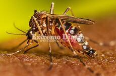 Imagen de 17.267: La provincia actualizó los casos de dengue en Santa Fe