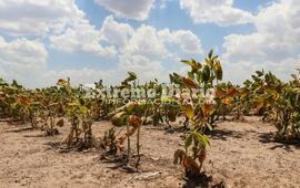 Imagen de Nuevas medidas de asistencia en la emergencia agropecuaria
