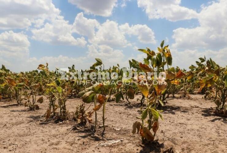 Imagen de Nuevas medidas de asistencia en la emergencia agropecuaria