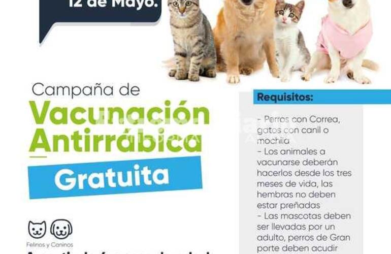 Imagen de Nueva jornada de vacunaci&oacute;n antirr&aacute;bica en Fighiera