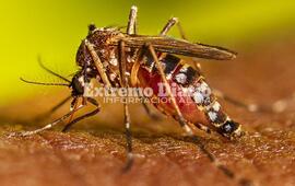 Imagen de La Comuna de Fighiera confirm&oacute; el primer caso de dengue en la localidad