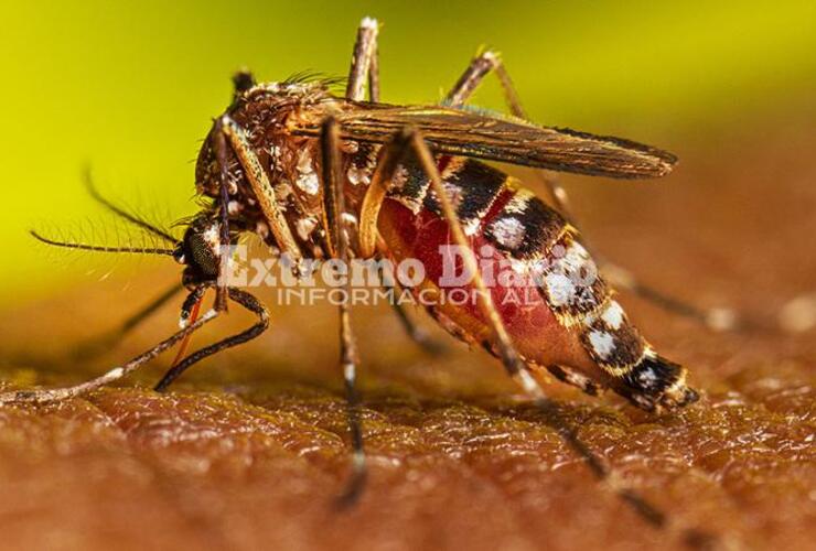 Imagen de La Comuna de Fighiera confirmó el primer caso de dengue en la localidad