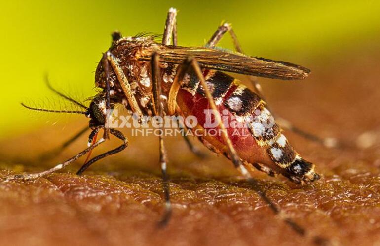Imagen de La Comuna de Fighiera confirmó el primer caso de dengue en la localidad