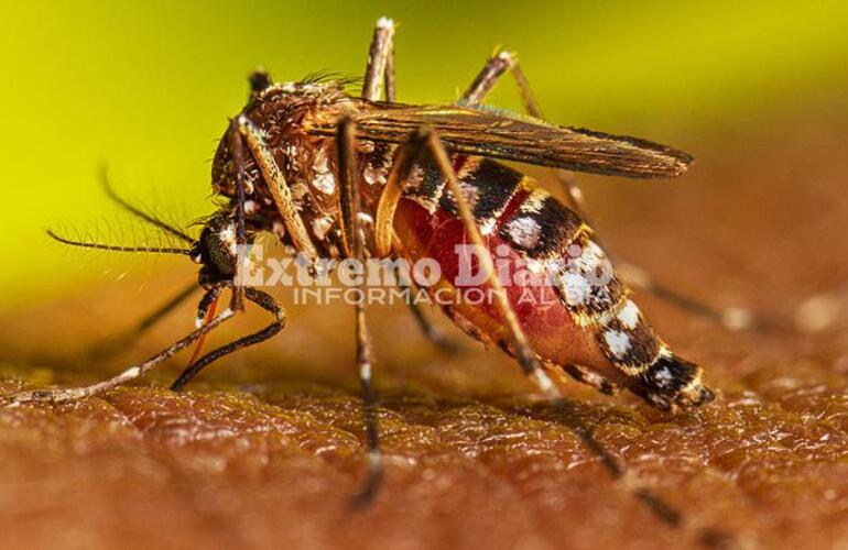 Imagen de La Comuna de Fighiera confirm&oacute; el primer caso de dengue en la localidad