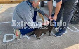 Imagen de Fighiera: Vacunaci&oacute;n antirr&aacute;bica en barrio Palermo