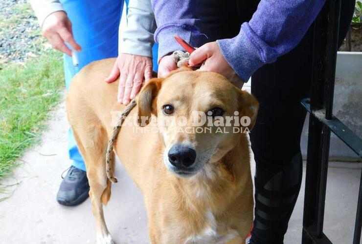 Imagen de Doble jornada de castraciones gratuitas en Alvear