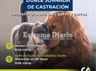 Imagen de Doble jornada de castraciones gratuitas en Alvear