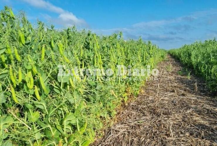 Imagen de Legumbres: fuerte impulso para incorporar tecnolog&iacute;a al sector