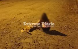 Imagen de Chocan y matan a una perrita