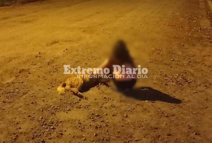 Imagen de Chocan y matan a una perrita