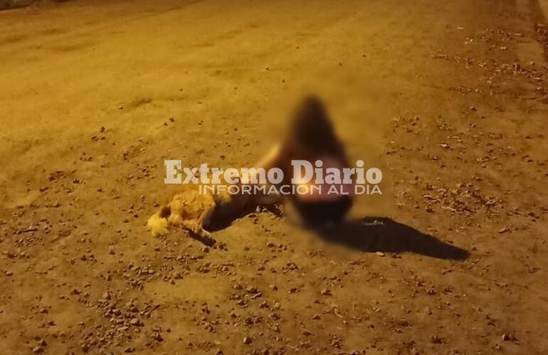 Imagen de Chocan y matan a una perrita