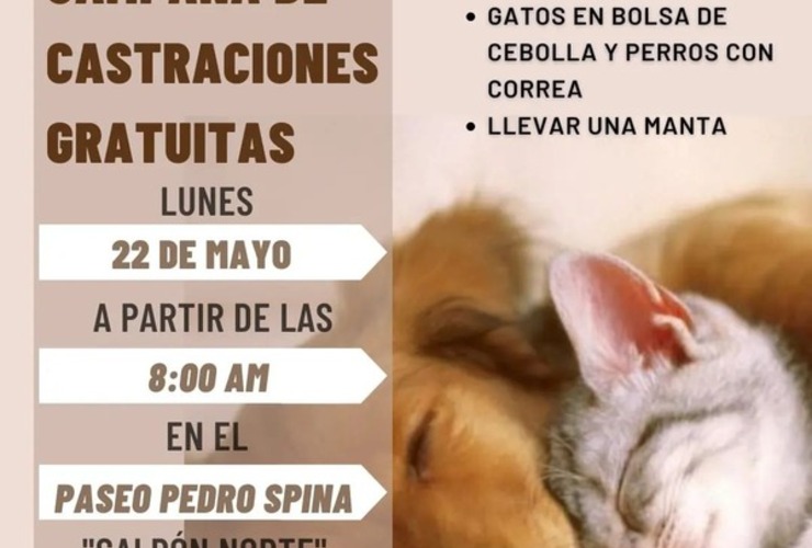 Imagen de Próxima campaña de castraciones de perros y gatos