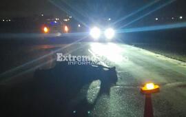 Imagen de Caballo muri&oacute; tras accidente sobre Ruta 21