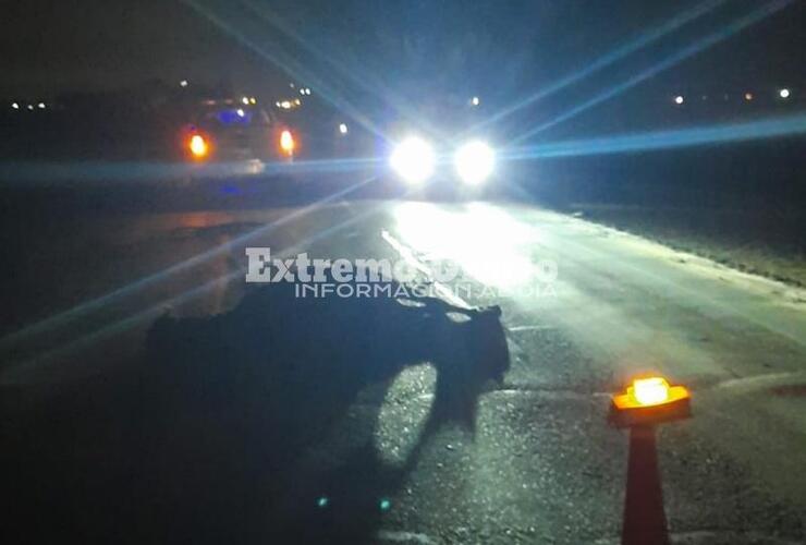 Imagen de Caballo muri&oacute; tras accidente sobre Ruta 21